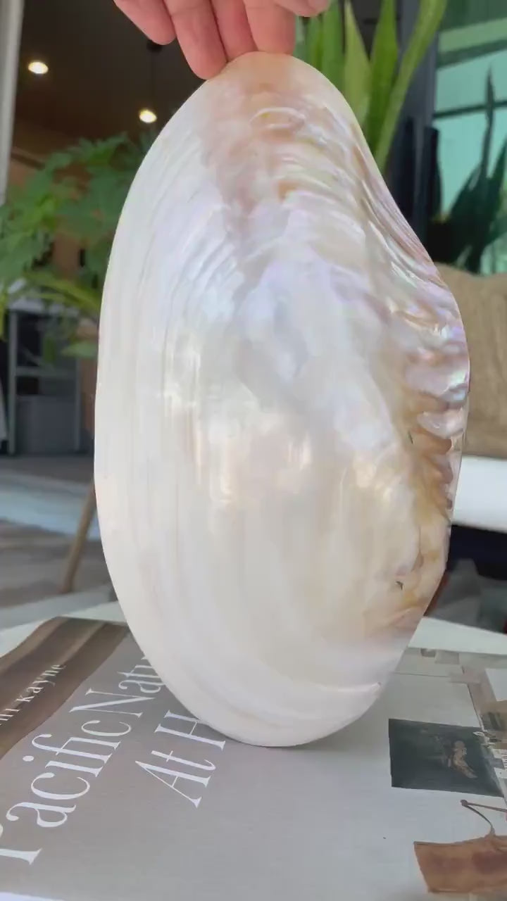 Giant Polished Full Mussel Shells: 7-10" Iridescent Mother of Pearl, Coastal Décor