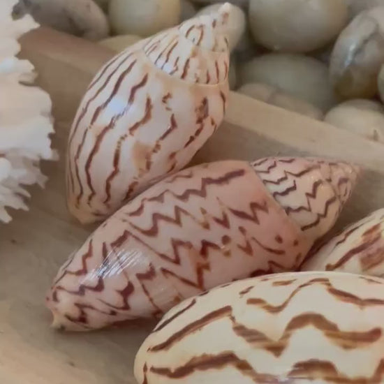 Flag Volute Seashells (Set of 3), 3-4" Beige Brown Patterned Shells, Coastal Décor