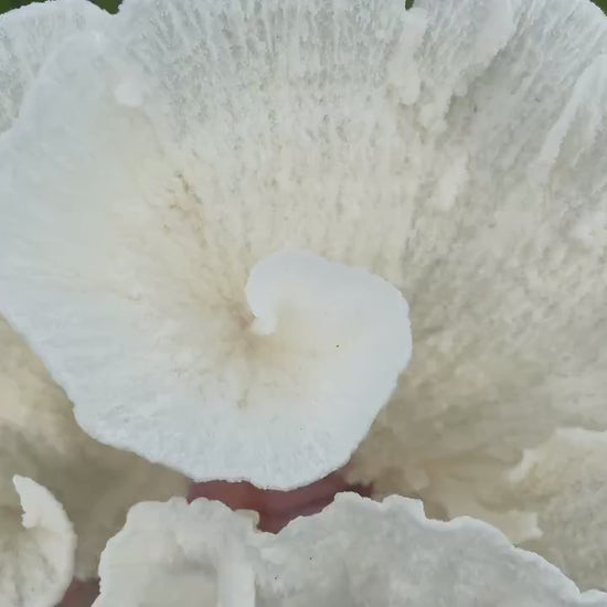 Mounted 8.5" Natural POCA CORAL Fossil Lucite Display Specimen Sculpture Ocean Art Decorative Coastal Beach Home Décor Wedding Gift White