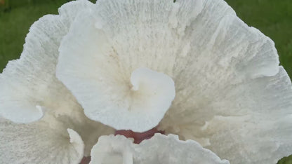 Mounted 8.5" Natural POCA CORAL Fossil Lucite Display Specimen Sculpture Ocean Art Decorative Coastal Beach Home Décor Wedding Gift White