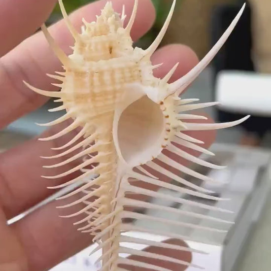 VENUS COMB SHELL *All Sizes* Natural Golden Brown Display Seashell Spikey Murex Pectin Coastal Beach Home Décor