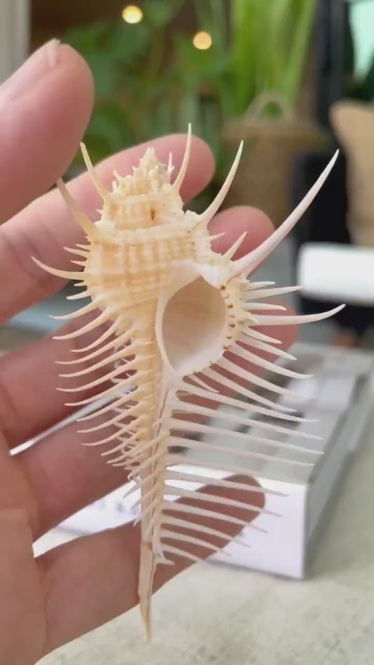 VENUS COMB SHELL *All Sizes* Natural Golden Brown Display Seashell Spikey Murex Pectin Coastal Beach Home Décor