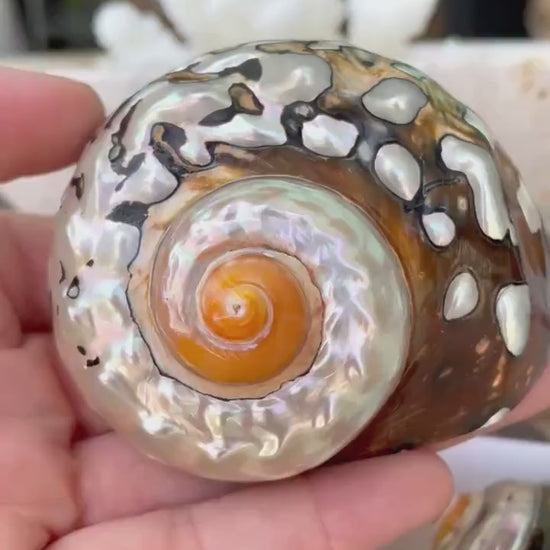AFRICAN TURBO SHELLS *All Sizes* Natural Brown Black Orange  Hand Polished Hermit Crab Seashell Coastal Crafts Sarmaticus