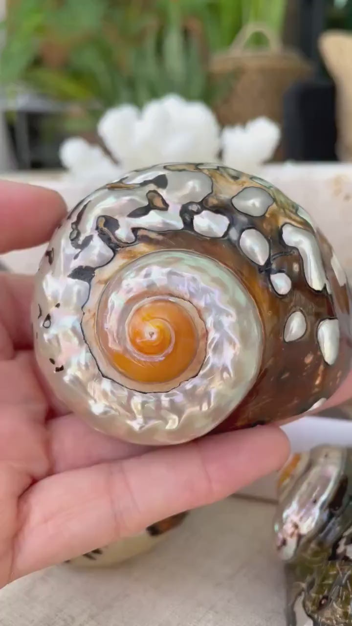 AFRICAN TURBO SHELLS *All Sizes* Natural Brown Black Orange  Hand Polished Hermit Crab Seashell Coastal Crafts Sarmaticus