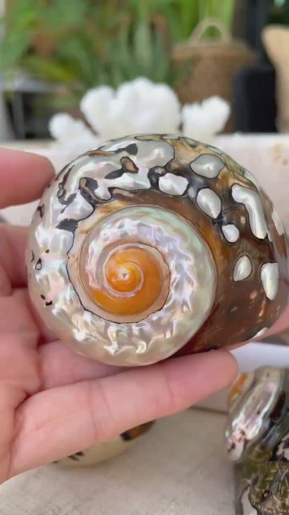 AFRICAN TURBO SHELLS *All Sizes* Natural Brown Black Orange  Hand Polished Hermit Crab Seashell Coastal Crafts Sarmaticus