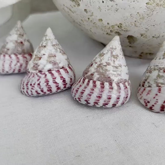 STRAWBERRY PINK TROCHUS 2-2.5" Polished Shells *Set of 3* Display Pyramid Top Seashells