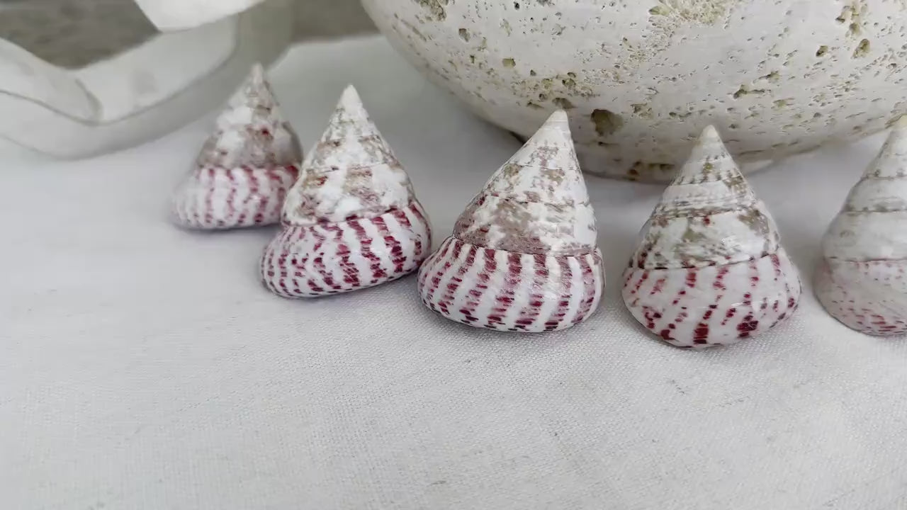 STRAWBERRY PINK TROCHUS 2-2.5" Polished Shells *Set of 3* Display Pyramid Top Seashells