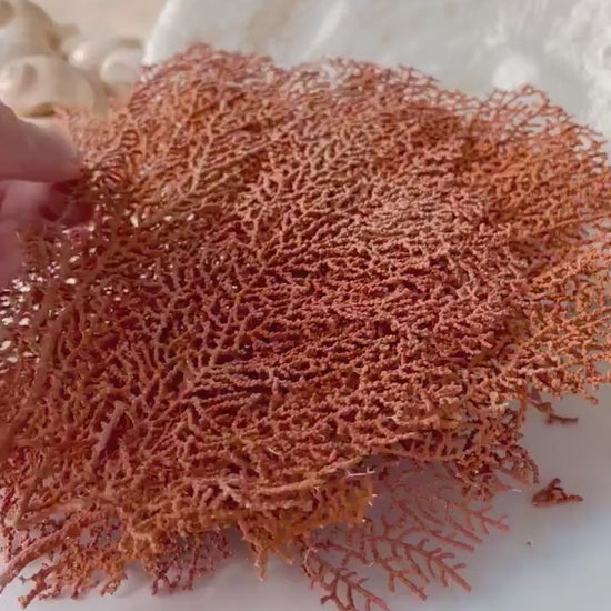 Real Natural Dried Sea Fan Pieces 4-6” Coral Orange Red Color Beach Coastal Décor Decorative Crafts Art Bowl Filler