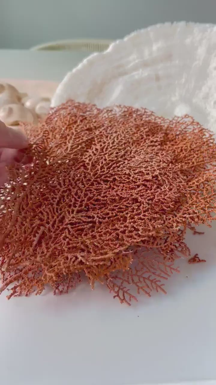 Real Natural Dried Sea Fan Pieces 4-6” Coral Orange Red Color Beach Coastal Décor Decorative Crafts Art Bowl Filler