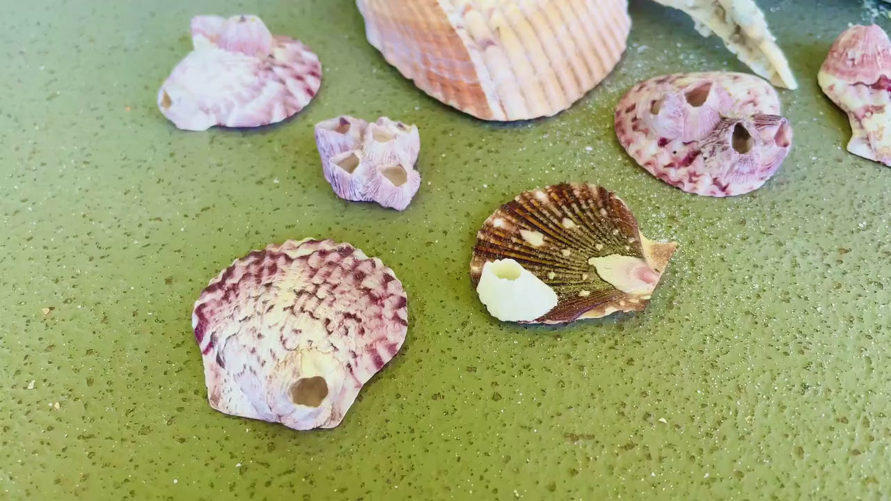 Seashells Covered In Barnacles 1-4" Pieces Coastal Décor Pirate Party Shells