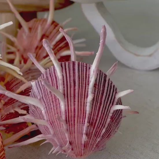 SPINY REGAL OYSTERS Pairs *All Sizes* Natural Orange Pink Color Display Seashell Spondylus Regius