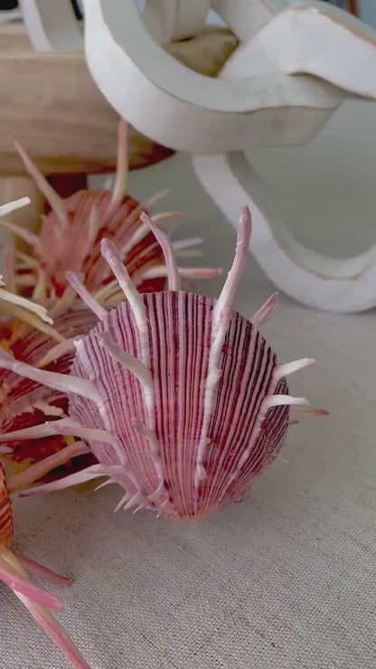 SPINY REGAL OYSTERS Pairs *All Sizes* Natural Orange Pink Color Display Seashell Spondylus Regius
