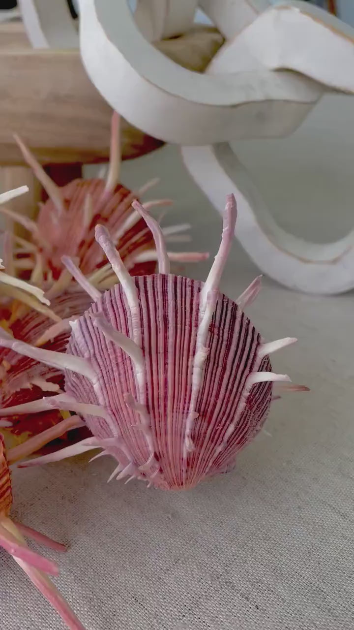 SPINY REGAL OYSTERS Pairs *All Sizes* Natural Orange Pink Color Display Seashell Spondylus Regius