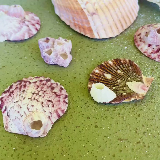 Real Barnacles from the Ocean! 1-4" Seashells Covered Craft Shells Coastal Décor Pirate Party Sea Ocean Purple White Oddities