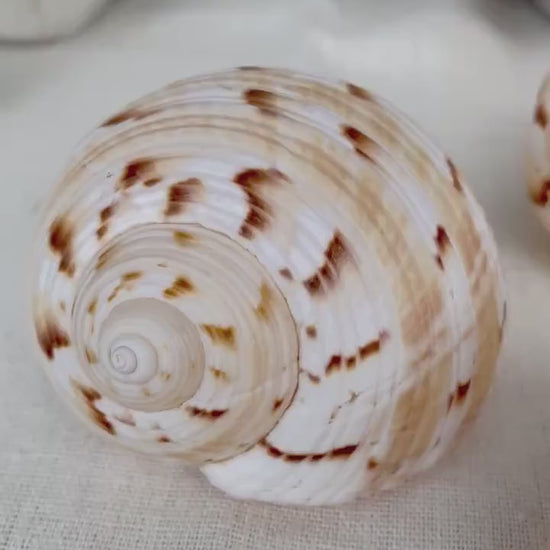 China Tun Shells, Set of 3: 3-3.5", White Golden Brown Display Seashell Tonna Chinensis