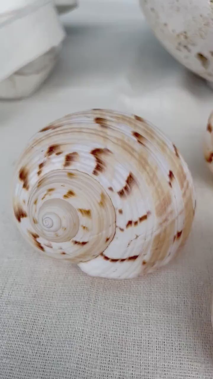 China Tun Shells, Set of 3: 3-3.5", White Golden Brown Display Seashell Tonna Chinensis