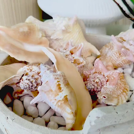 ROOSTER CONCH SHELL *All Sizes* Natural Pink Peach Display Seashell Strombus Gallus Hawk Wing