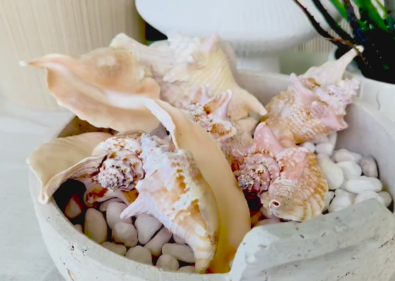 ROOSTER CONCH SHELL *All Sizes* Natural Pink Peach Display Seashell Strombus Gallus Hawk Wing