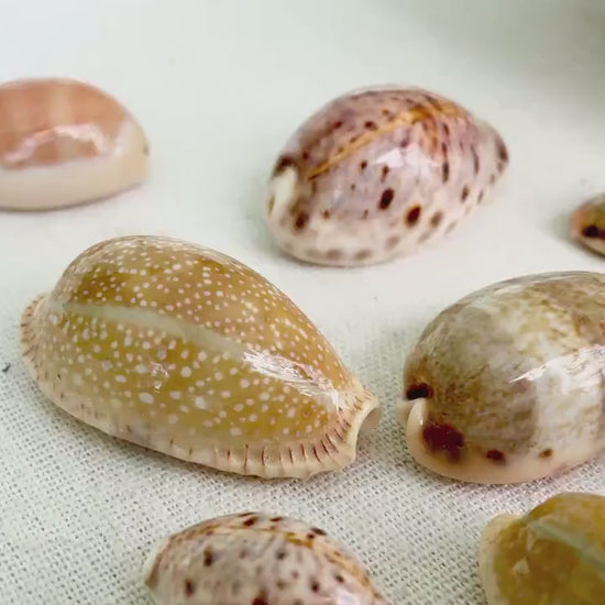 MIXED COWRIE Shells *Type & Quantity Your Choose*  3/4"-2" Big Naturally Polished Small Craft Seashells Erosa Lynx Carneola Caurica Cowry