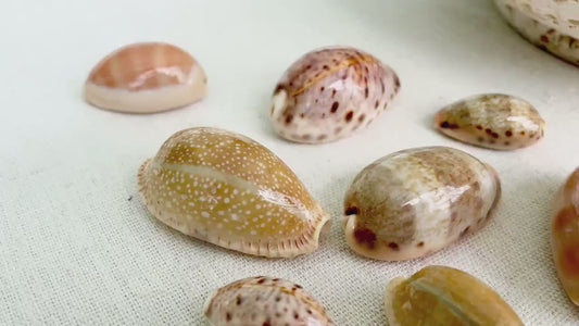 MIXED COWRIE Shells *Type & Quantity Your Choose*  3/4"-2" Big Naturally Polished Small Craft Seashells Erosa Lynx Carneola Caurica Cowry