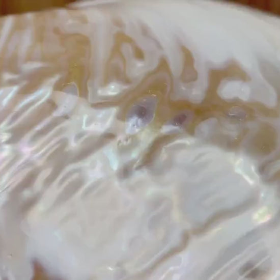 GIANT RIVER MUSSEL 1/2 Shell 7-8" Mother of Pearl Irredescent Display Seashell Large Clam Dish Bowl Beach Coastal Décor