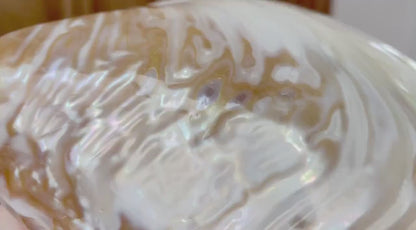 GIANT RIVER MUSSEL 1/2 Shell 7-8" Mother of Pearl Irredescent Display Seashell Large Clam Dish Bowl Beach Coastal Décor