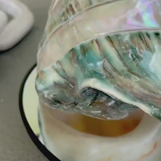 GIANT GREEN MARMORATUS Turban Shell 7.75" X-Large Huge Conch Turbo Seashell Mother Of Pearl Polished Banded Coastal Décor Exact Specimen