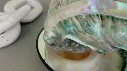 GIANT GREEN MARMORATUS Turban Shell 7.75" X-Large Huge Conch Turbo Seashell Mother Of Pearl Polished Banded Coastal Décor Exact Specimen