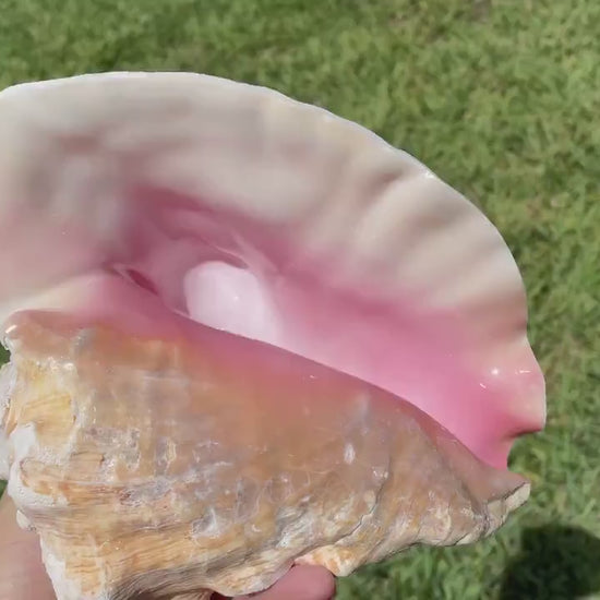 BAHAMA PINK HORN Shell 7-8" Queen Conch Natural Seashell Toy Caribbean Beach Nautical Coastal Sustainable Upcycled Trumpet