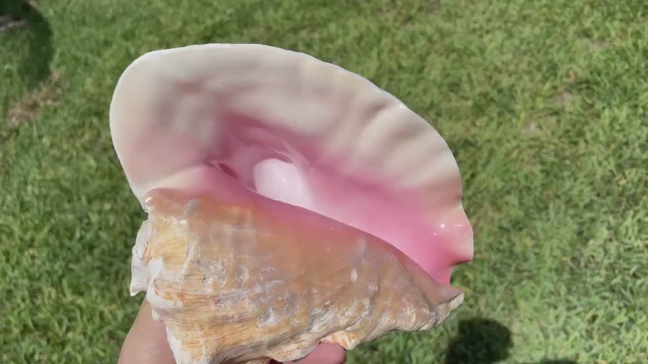 BAHAMA PINK HORN Shell 7-8" Queen Conch Natural Seashell Toy Caribbean Beach Nautical Coastal Sustainable Upcycled Trumpet