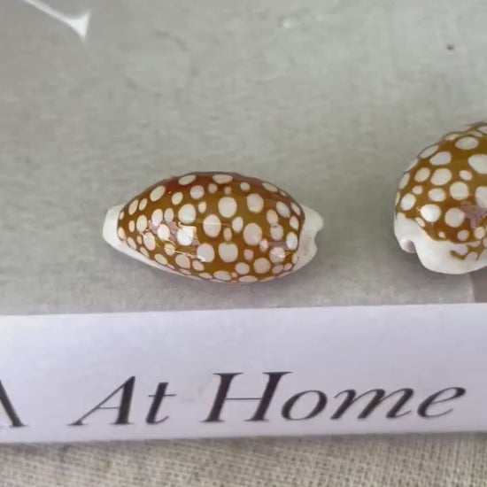 SIEVE COWRIE SHELL *All Sizes* Rare Brown White Natural Spotted Cowry Display Seashell