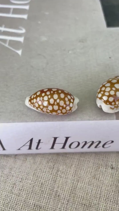 SIEVE COWRIE SHELL *All Sizes* Rare Brown White Natural Spotted Cowry Display Seashell