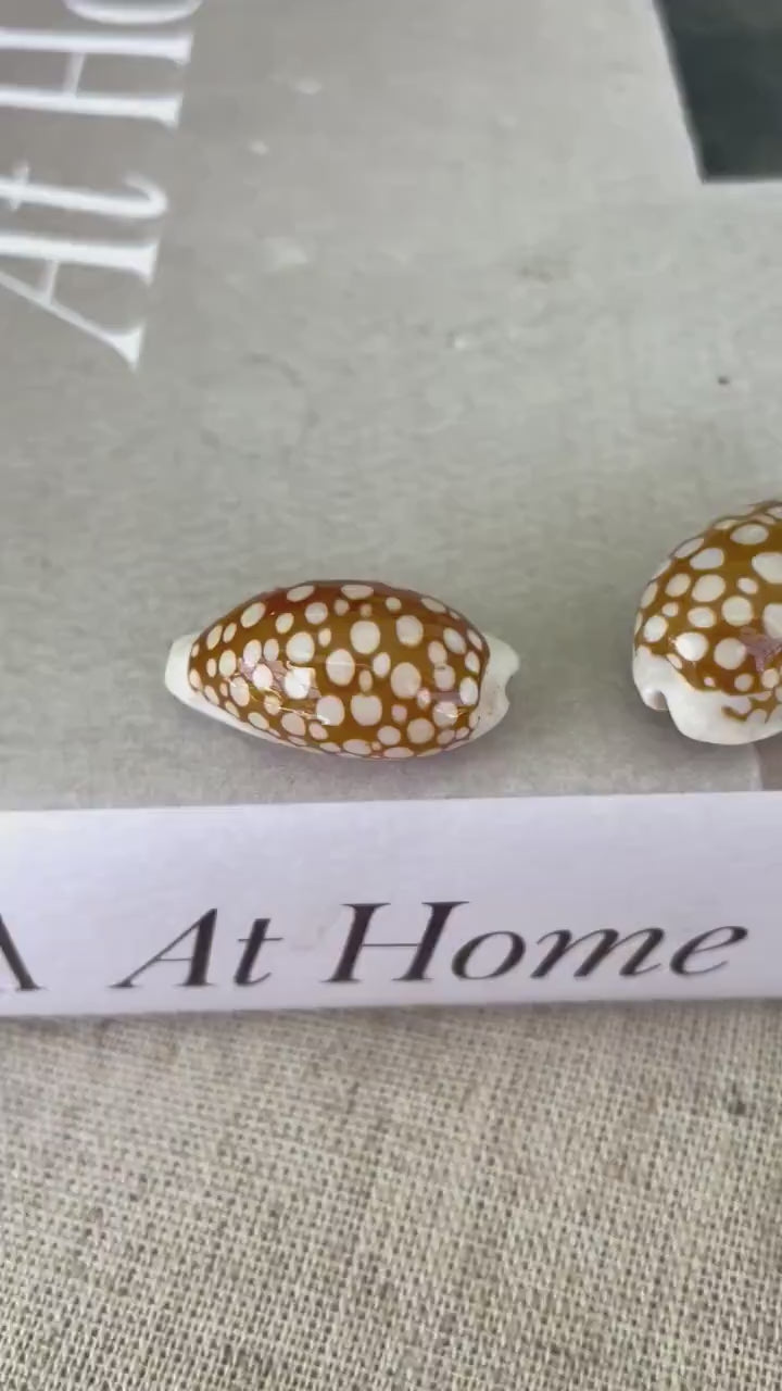 SIEVE COWRIE SHELL *All Sizes* Rare Brown White Natural Spotted Cowry Display Seashell