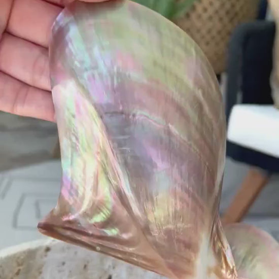 POLISHED WING OYSTER Shells * All Sizes* Natural Jewelry Pendent Making Supply Mother Of Pearl Seashell