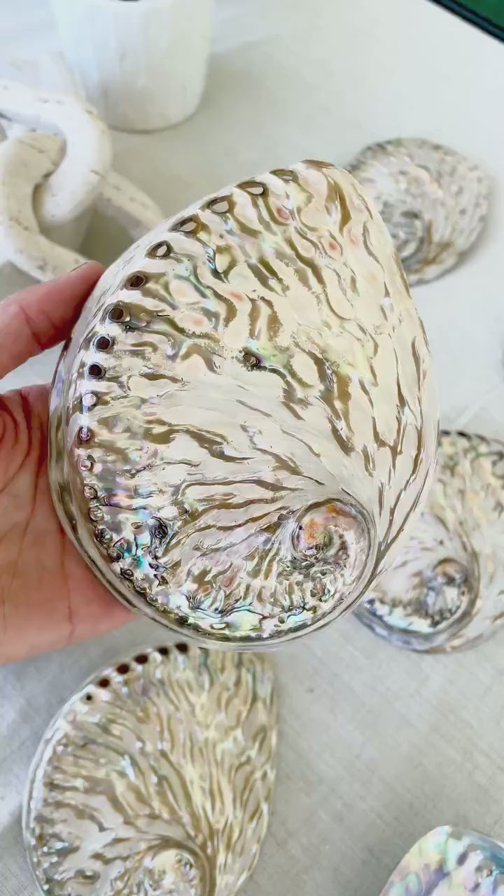 SILVER ABALONE SHELL Huge 5-5.5" X-Large High Gloss Polished Display Seashell