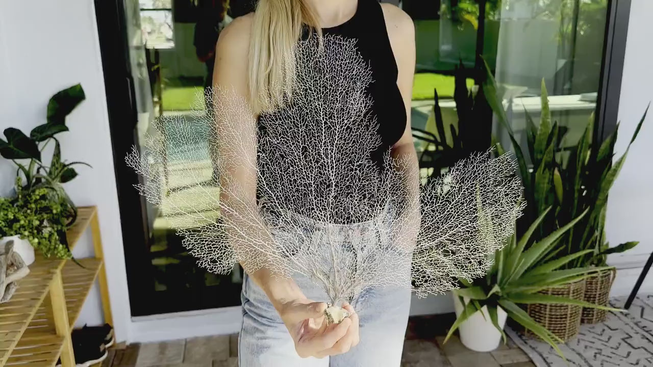 Natural Dried White Sea Fans (5"-20") *You Choose Size* Beach Coastal Décor