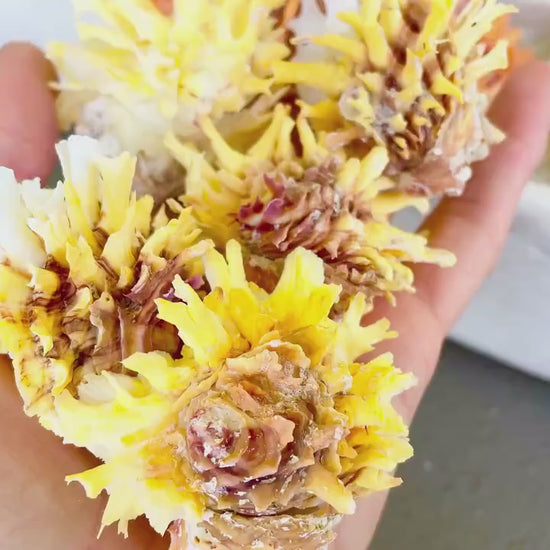 SPINY JEWEL BOX 2-2.5" Whole Shells Orange Yellow Pink Natural Display Seashell Glued Shut Chalma Lazarius Coastal Beach House Décor