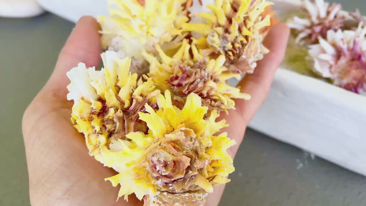 SPINY JEWEL BOX 2-2.5" Whole Shells Orange Yellow Pink Natural Display Seashell Glued Shut Chalma Lazarius Coastal Beach House Décor