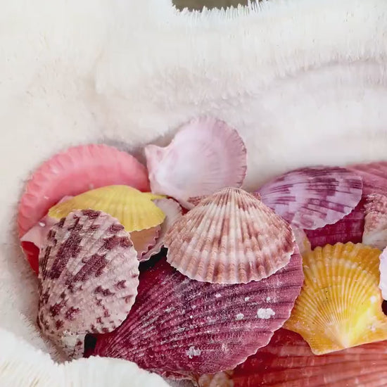 Pecten Nobilis Scallop Shells: 1.5-3" *Bulk 2.2 pds / 1 Kilo* Colorful Small Craft Seashells