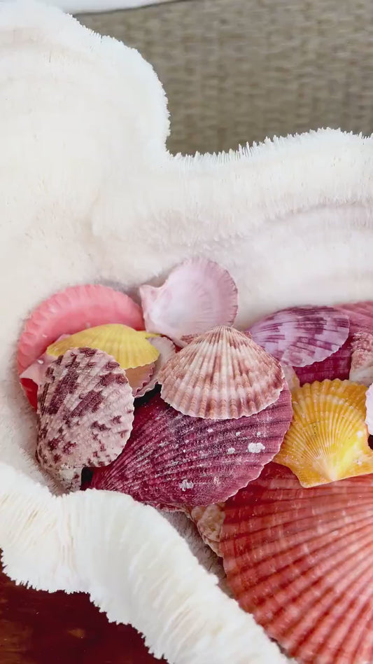 Pecten Nobilis Scallop Shells: 1.5-3" *Bulk 2.2 pds / 1 Kilo* Colorful Small Craft Seashells