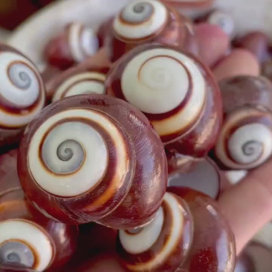 BROWN LAND SNAILS Shells *You Choose Quantity* 1.25" White Striped Small Craft Seashells Helicostya Roissya Coastal Beach Home Décor