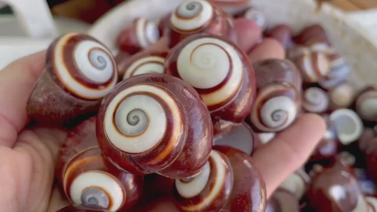 BROWN LAND SNAILS Shells *You Choose Quantity* 1.25" White Striped Small Craft Seashells Helicostya Roissya Coastal Beach Home Décor