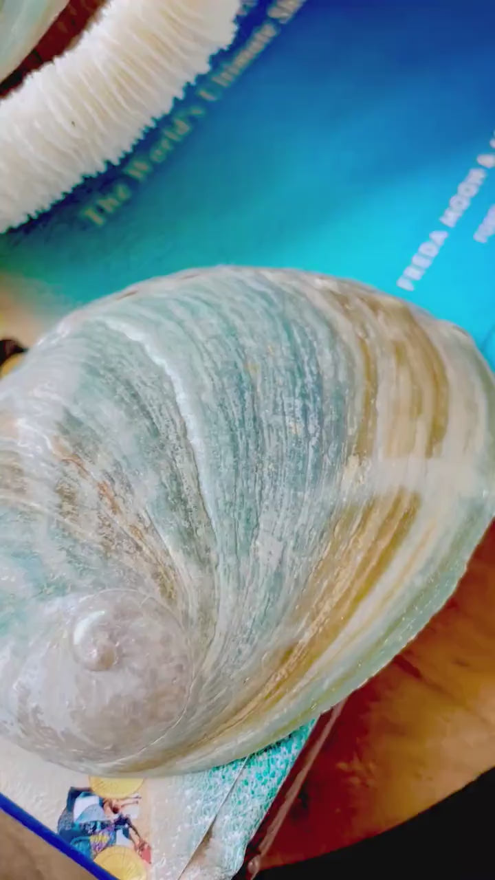 BLUE GREEN RAW Abalone Shells *All Sizes* Natural For Iridescent Silver Mermaid Seashell Coastal Décor Gift Sage Dish Turquoise Aqua