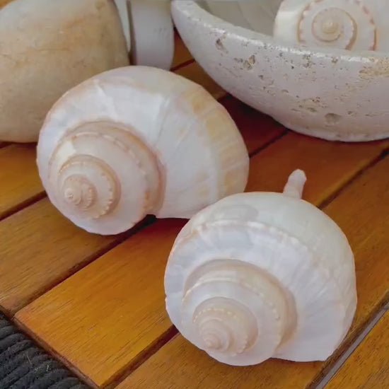 CHANNEL WHELK CONCH Shell 6-7" Long Natural Peach Display Seashell Coastal Beach Home Décor Busycon canaliculatum