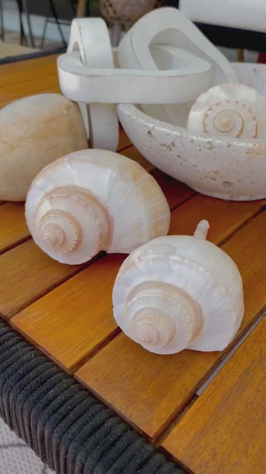 CHANNEL WHELK CONCH Shell 6-7" Long Natural Peach Display Seashell Coastal Beach Home Décor Busycon canaliculatum