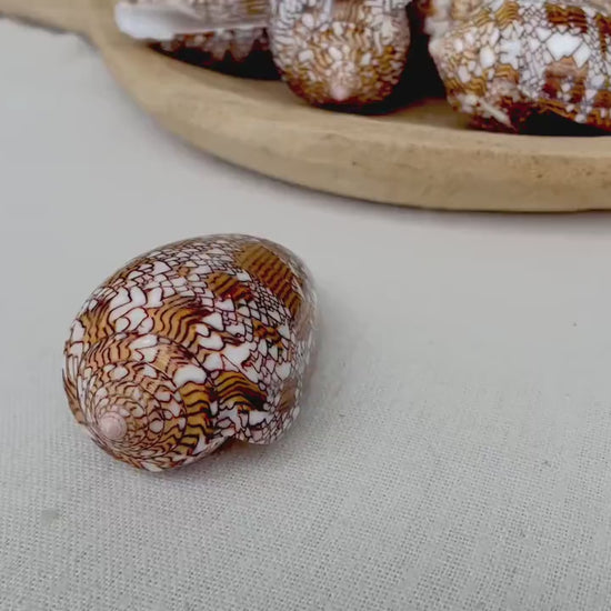 TEXTILE CONE SHELLS 3-3.5" X-Large Cloth of Gold Natural Brown Display Seashell Coastal Décor Conus