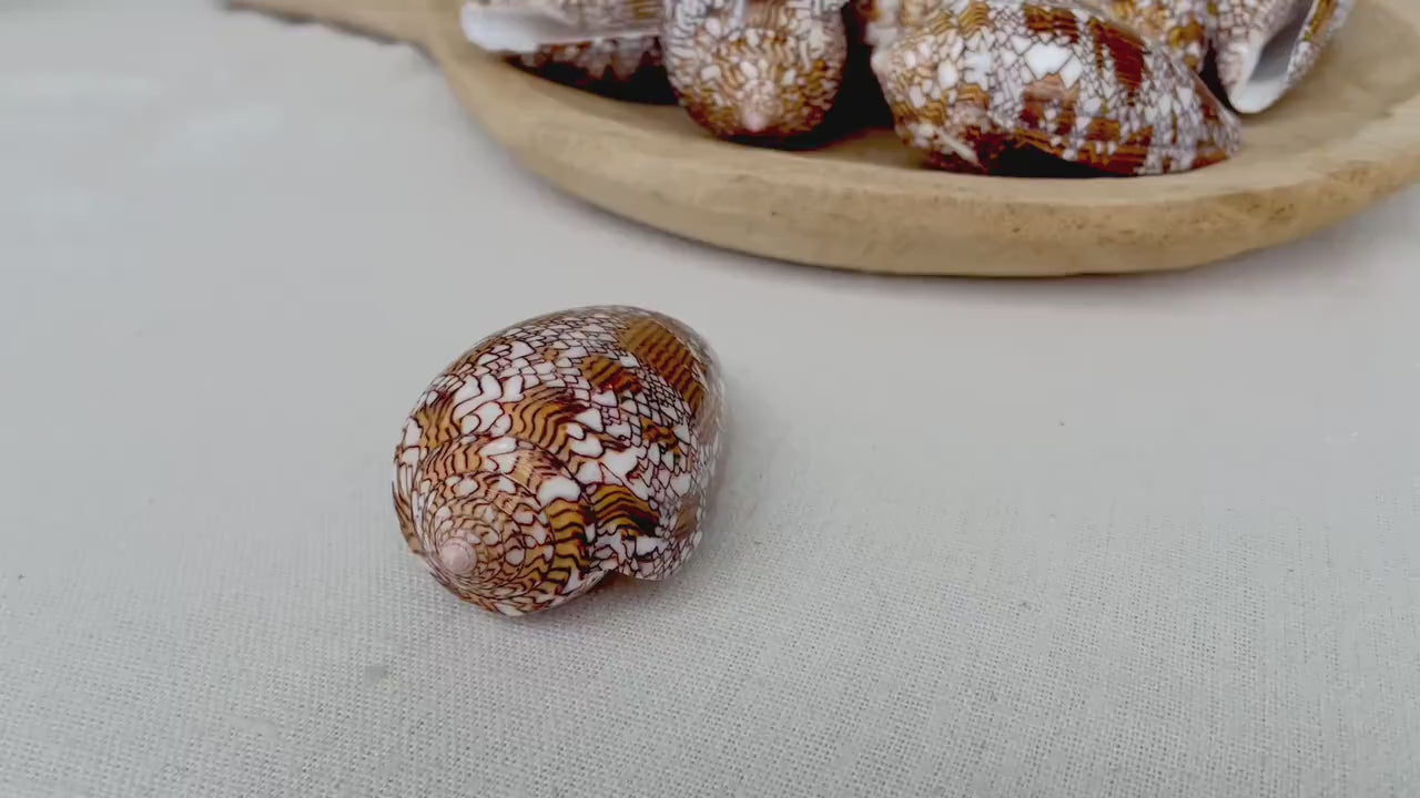 TEXTILE CONE SHELLS 3-3.5" X-Large Cloth of Gold Natural Brown Display Seashell Coastal Décor Conus