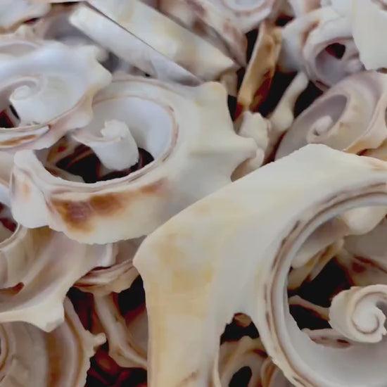 SPIRAL WHELK CUTS Shells *You Choose Quantity Size* 1"-2.5" Natural Beige Pink Swirly Slices Small Craft Seashells Jewelry Supply  Coastal