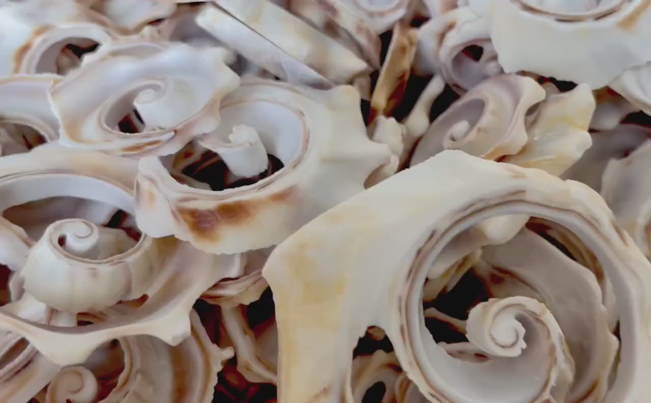SPIRAL WHELK CUTS Shells *You Choose Quantity Size* 1"-2.5" Natural Beige Pink Swirly Slices Small Craft Seashells Jewelry Supply  Coastal