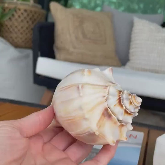 NORTH PACIFIC WHELK Conch Shell *All Sizes* Natural Brown Tan Display Seashell Coastal Décor